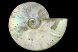 Silver Iridescent Ammonite (Cleoniceras) Fossil - Madagascar #137400-1